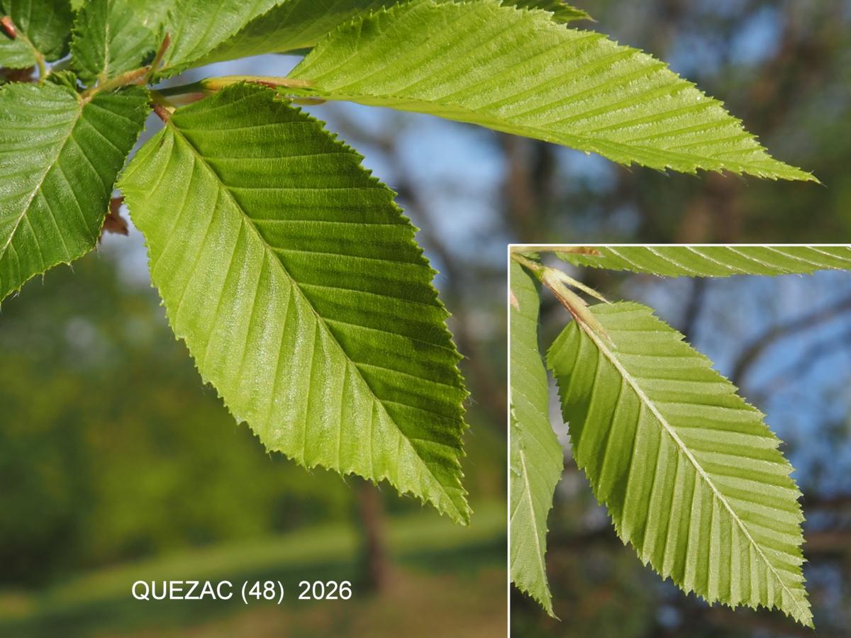 Hornbeam leaf